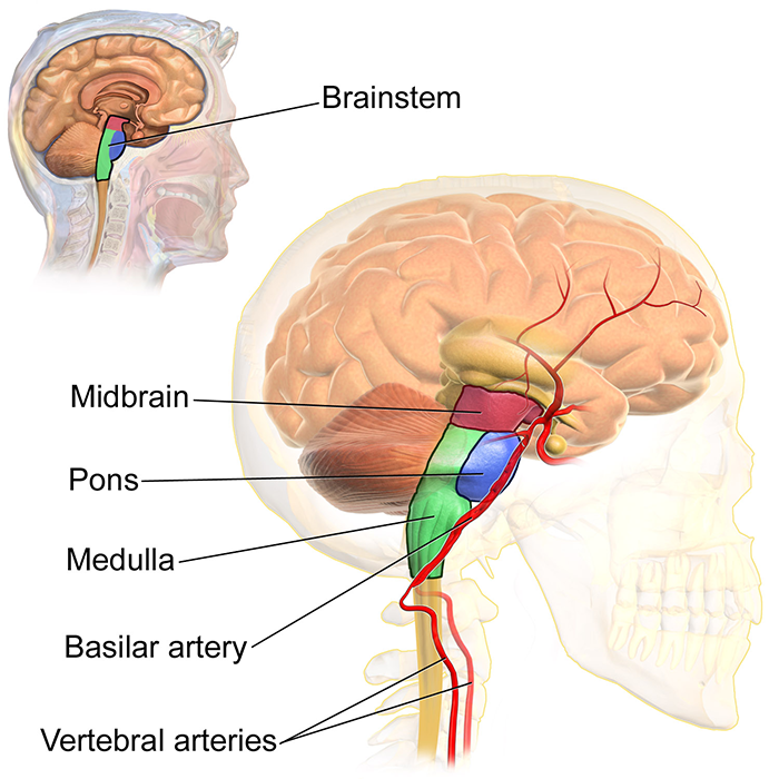 <p>Midbrain</p>