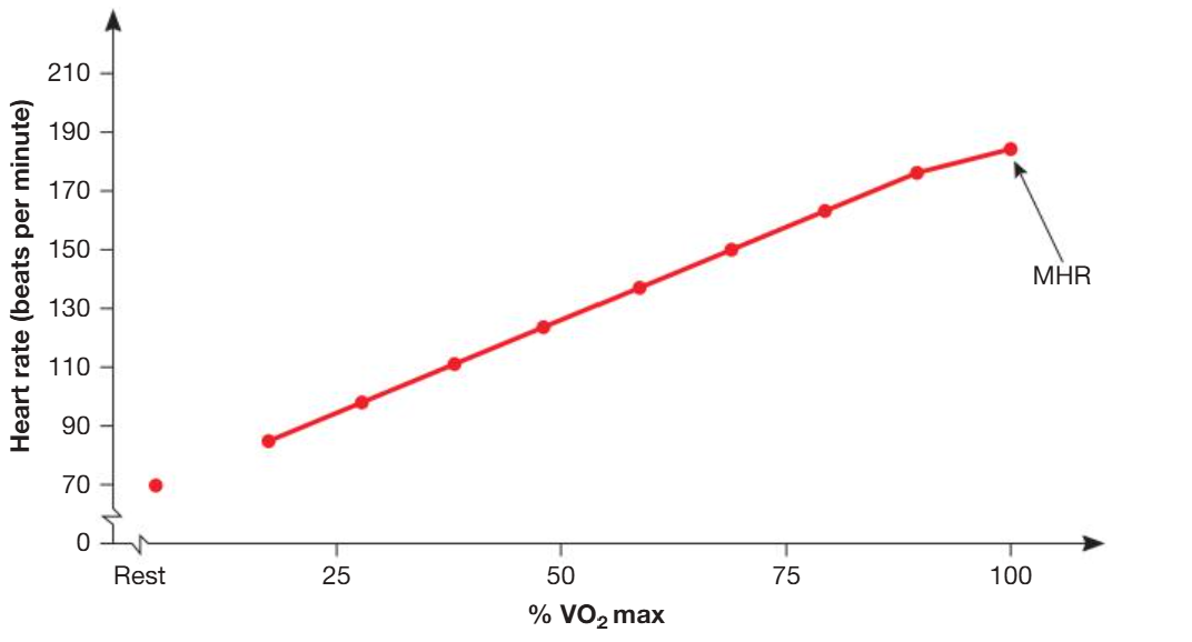 <ul><li><p>heart rate</p><ul><li><p>number of contractions of the heart muscle in a minute, measured in bpm.</p></li><li><p>at rest, approximately 60-70. during exercise, increases in a linear fashion with exercise intensity (%Vo<sub>2</sub> max), until near-maximal intensity is reached, where it drops a bit. (see graph)</p></li></ul></li><li><p>maximum heart rate - highest rate your heart can safely reach during exercise. MHR = 220 - your age</p></li><li><p>purpose</p><ul><li><p>in response to increased energy demand from muscles → first response is increase in HR</p></li><li><p>increase in HR → the heart pumps oxygenated blood around the body at a greater rate → greater amount of blood delivered for diffusion and use by working muscles for aerobic energy production + aids in the removal of waste products</p></li><li><p>a rise in HR before exercise = anticipatory rise</p></li></ul></li></ul><p></p>