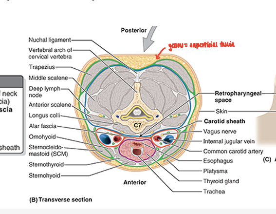 <ul><li><p>layer of fatty connective tissue that lies between the dermis of the skin &amp; the investing layer of deep cervical fascia</p></li><li><p>contains platysma anteriorly</p></li></ul><p></p>