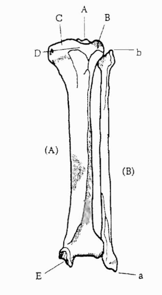 <p>B: Tibia</p>