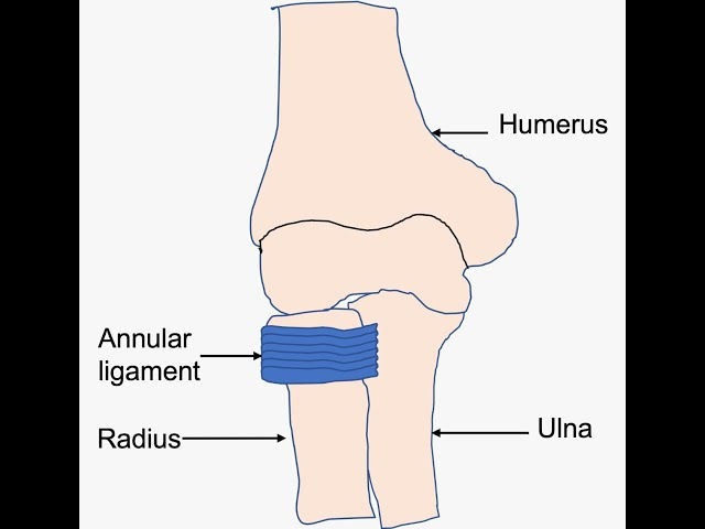 <ul><li><p>Annular ligament </p></li><li><p>Interosseous membrane</p></li></ul><p></p>
