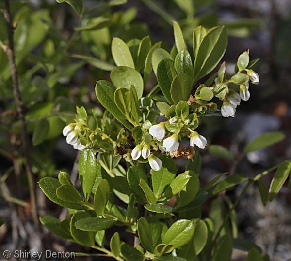 <p>red/green, twigs have small hair, leathery leaves</p>