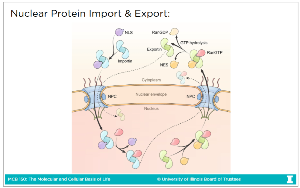 <p>The signal that tells a protein to be exported <strong>out</strong> of the nuclues <strong>into</strong> the cytoplasm</p><p>-NES is both <strong>necessary </strong>and <strong>sufficient</strong></p><ul><li><p>If your don’t have an NES, then you don’t get from the nucleus to the cytoplasm</p></li></ul><p></p>