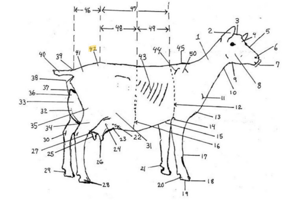 knowt flashcard image