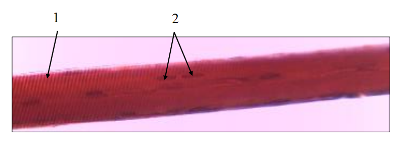 <ol><li><p>What is the name of this tissue?</p></li><li><p>What is the function of this tissue?</p></li><li><p>Name terms 1 and 2.</p></li></ol><p></p>
