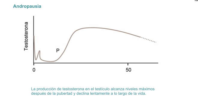 <p>Se denomina andropausia a la disminución gradual que ocurre con la edad de la producción de testosterona por parte del testículo</p><p>La disminución es lenta y continua y se acentúa a partir de los 50 años.</p><p>Los niveles disminuyen a razón de 1-2% al año y se reduce la densidad mineral del hueso y la fuerza muscular.</p><p>La espermatogénesis y la fertilidad persisten toda la vida, con cierta disminución a partir de los 70 años</p>