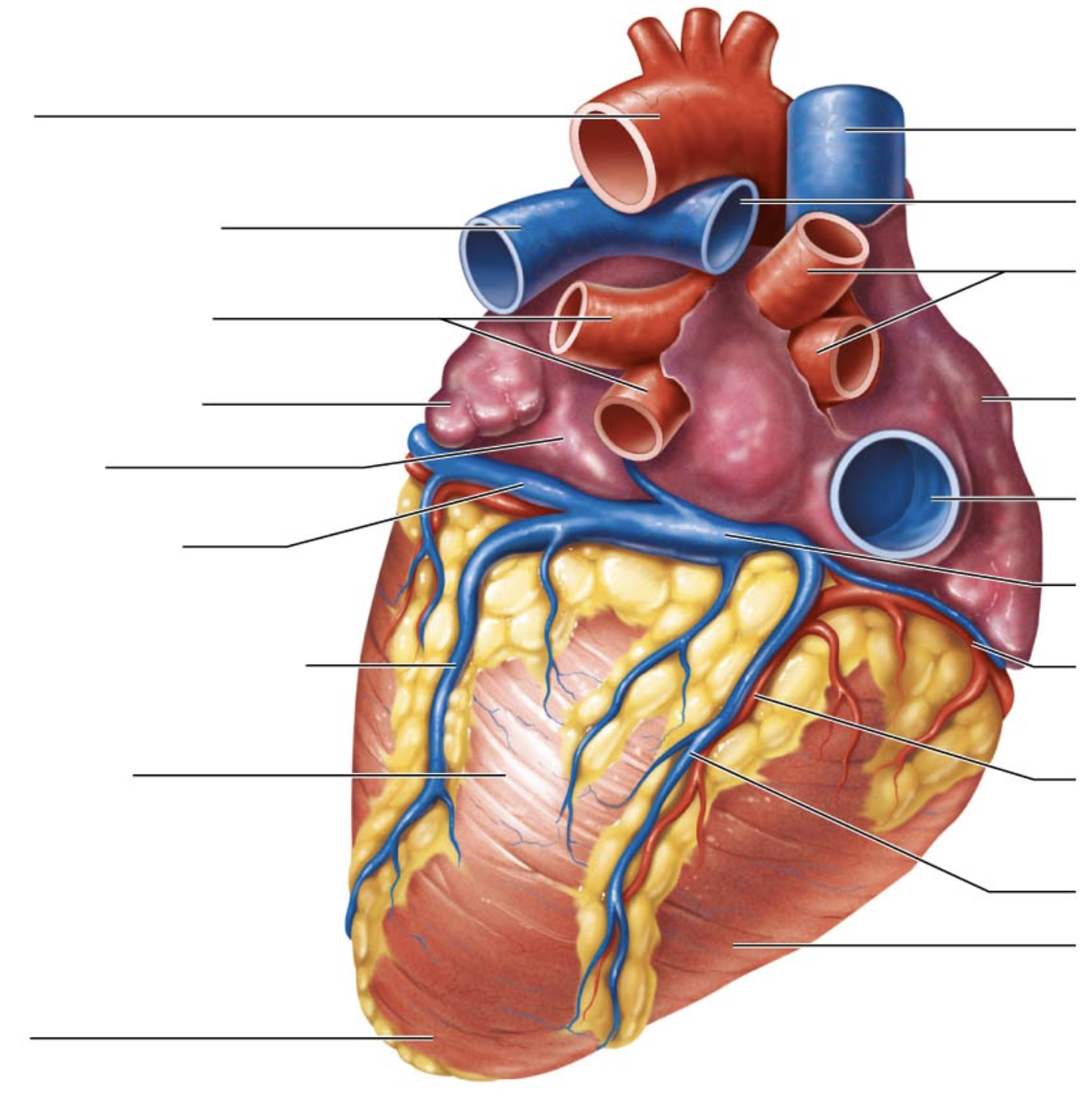 <p>third arrow on right if look at bottom to top</p>