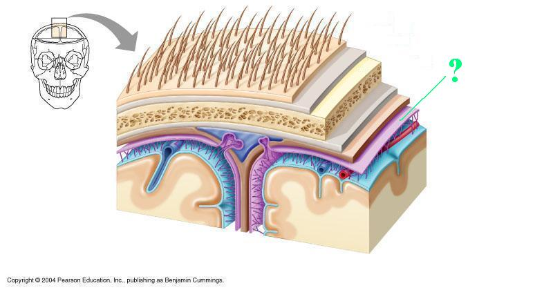 <p>Identify the indicated part of the coverings of the brain</p>