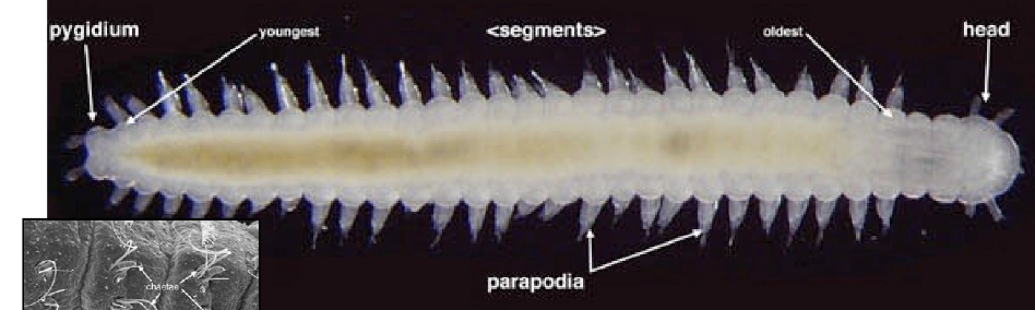 <p>annelid </p>
