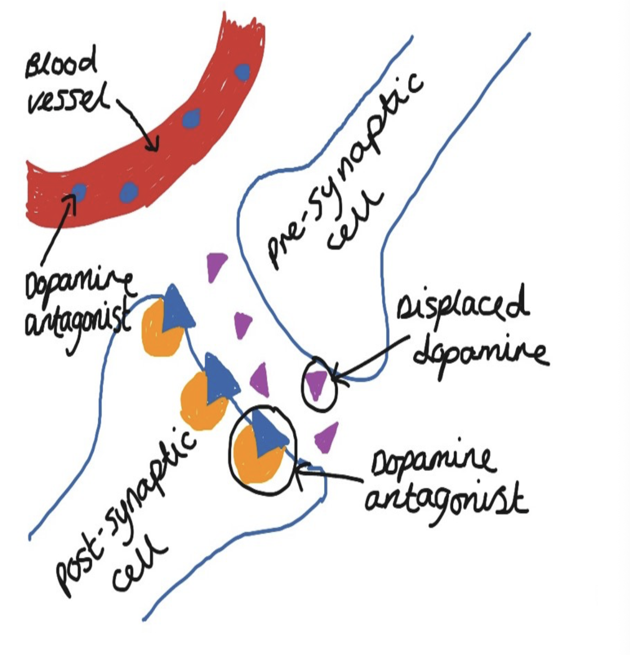 <p>Chlorpromazine <strong>pronounced as (klor</strong> <strong>pro ma zeen)</strong> is a typical antipsychotic drug used to treat schizophrenia. It works by blocking D2 dopamine receptors on the postsynaptic neuron, reducing the transmission of dopamine in the brain. This decreases dopamine activity, which is important as schizophrenia is associated with hyperdopaminergia.</p><p class="wp-block-paragraph">As a result, chlorpromazine is effective in reducing positive symptoms such as hallucinations and delusions. It also has a sedative effect, which can help calm patients.</p><p class="wp-block-paragraph"><span>However, typical antipsychotics are associated with a high frequency of side effects, such as extrapyramidal symptoms (e.g. involuntary movements). This led to the development of atypical antipsychotics, which aim to reduce these side effects.</span></p>
