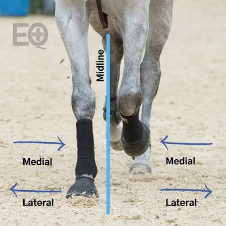 <p>medial —> from front view, towards the middle</p><p>lateral —> from front view, away from middle</p>