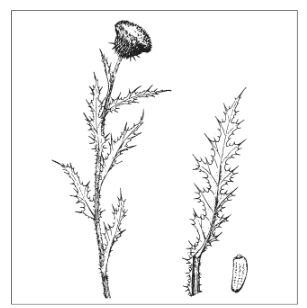 <p>Identify the species</p>