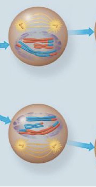 <p>Spindle apparatus forms. Chromosomes are still composed of 2 sister chromatid associated at the centromere. Chromosomes move towards metaphase II plate.</p>