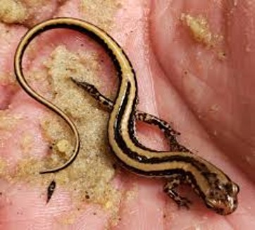 <p><span>Less yellow undertail and is more patterned above, much larger</span></p>