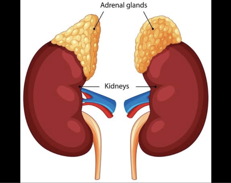 <p>Located on top of both kidneys</p>