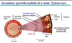 <p>are associates w/ phloem rays; responsible for the lateral transport of food materials in the stem</p>
