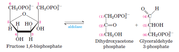 <p>CLEAVAGE: F-1,6-BP <span data-name="left_right_arrow" data-type="emoji">↔</span> DHAP + GAP (isomers). <strong>Requires H2O </strong>(as an energy source) <strong>for aldolase </strong>to lyse the hexose into 2 triose’s.</p>