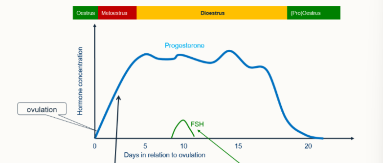 <p>describe what the small peak of FSH causes </p>
