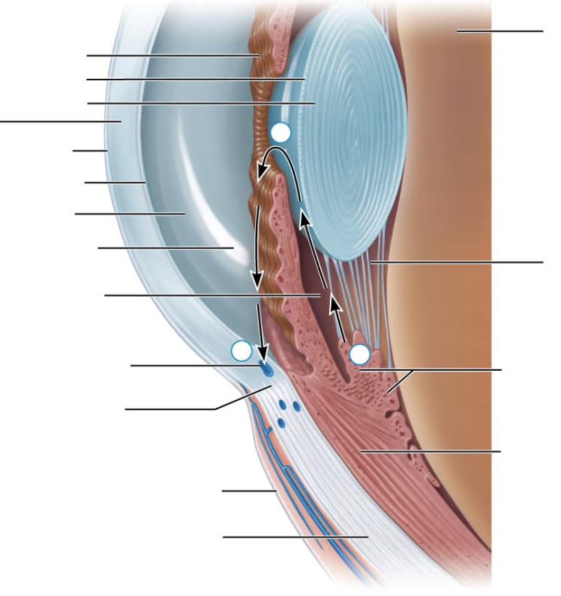 <p>ninth arrow on left</p>