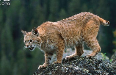<p>Bobcat </p>