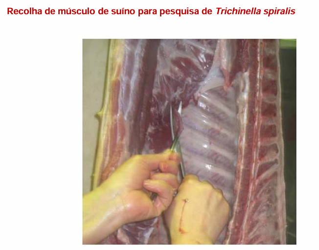 <ul><li><p>inspeção da carne </p></li><li><p>eliminação de ratos de habitações de suínos </p></li><li><p>implementação de medidas para assegurar que as larvas nos tecidos dos porcos são destruídas → <span style="color: rgb(133, 133, 133);">colher fragmento muscular e libertar as larvas encapsuladas por i) digestão com pepsina ou ii) com um “triquinoscópio” (o músculo á comprimido entre duas lâminas de vidro tornando-o semi-transparente e permitindo a visualização das larvas ao microscópio)</span></p></li><li><p>educação do consumidor </p></li></ul><p>Diagnóstico no Homem: ELISA</p><p></p>