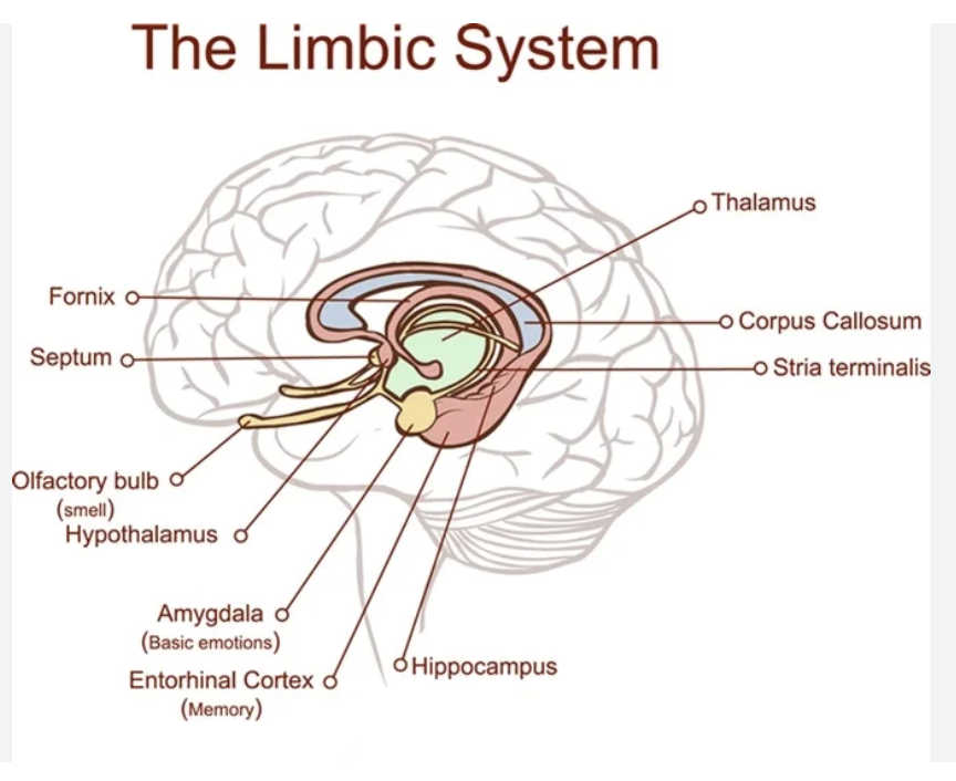 <p>Flere strukturer der former en bro, rundt om hjernestammen. Inkluderer amygdala, hippocampus, orbitofrontal cortex og dele af basal ganglia. primært regulerer følelser, hukommelse, motivation og basale drifter (fx sult og overlevelsesinstinkter). Det fungerer som bindeleddet mellem dine ubevidste kropslige reaktioner og dine bevidste tanker</p>