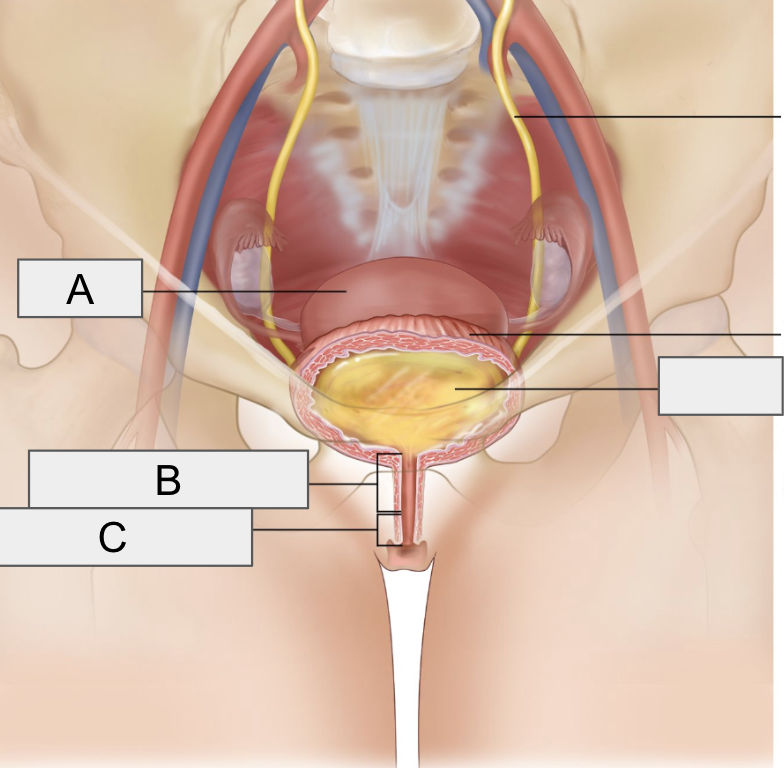 <p>A</p>