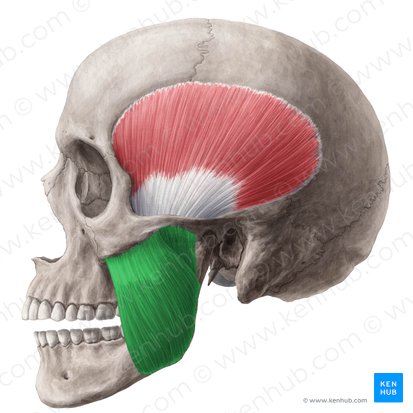 <p>A: Elevates mandible</p><p>O: Zygomatic arch</p><p>I: Lateral surface and angle of mandibular ramus</p>