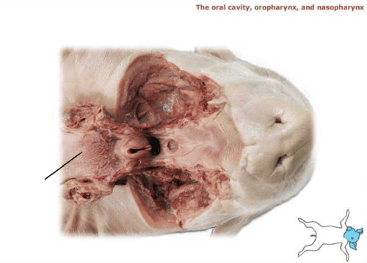 knowt flashcard image