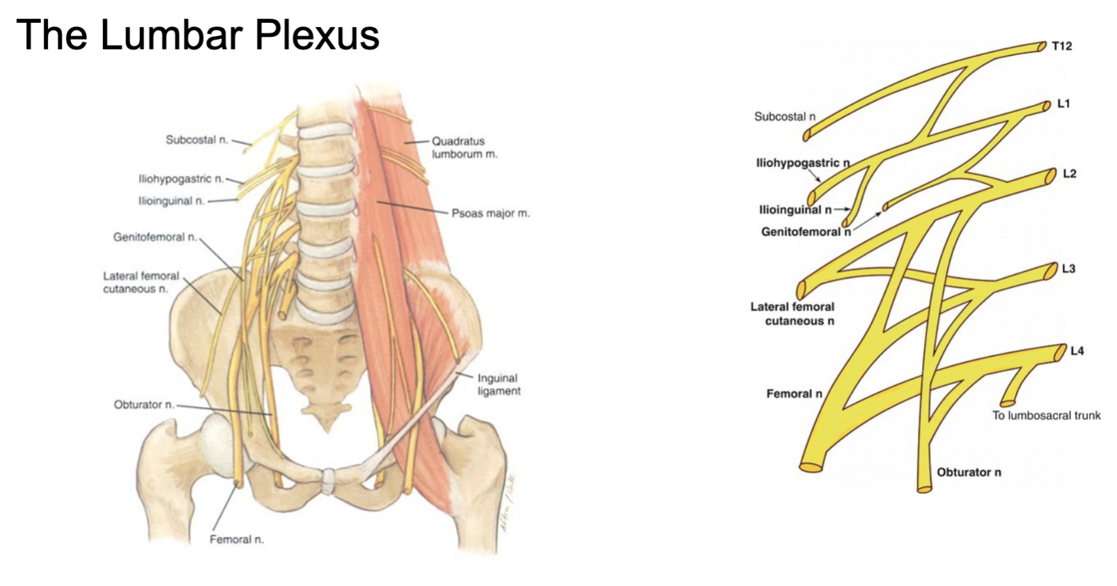 <p>mnemonic: <strong>Strong Intellectuals In Gym Lift For Optimalism</strong></p><p><strong>Subcostal</strong></p><p>Arises from: T12</p><p>Supplies: Sensory and Motor to 12th intercostal space</p><p></p><p><strong>Iliohypogastric</strong></p><p>Arises from: L1</p><p>Supplies: Sensory to inguinal region; some Motor to internal oblique and transversus abdominis</p><p></p><p><strong>Ilioinguinal</strong></p><p>Arises from: L1</p><p>Supplies: Sensory to inguinal region and external genitalia; some Motor to internal oblique and transversus abdominis</p><p></p><p><strong>Genitofemoral</strong></p><p>Arises from: L1 &amp; L2</p><p>Supplies: Sensory to anteromedial thigh; Motor to cremaster muscle in males</p><p></p><p><strong>Lateral femoral cutaneous</strong></p><p>Arises from: L2 &amp; L3</p><p>Supplies: Sensory to lateral thigh</p><p></p><p><strong>Femoral</strong></p><p>Arises from: L2 - L4</p><p>Supplies: Sensory to anterior thigh, anteromedial leg and ankle; Motor to anterior compartment of thigh</p><p></p><p><strong>Obturator</strong></p><p>Arises from: L2 - L4</p><p>Supplies:Sensory to medial thigh; Motor to medial compartment thigh muscles</p>