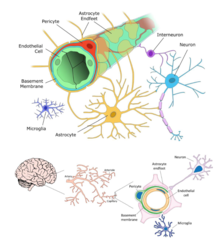 <p>1. endothelial cells with tight junctions</p><p>2. basement membrane</p><p>3. pericytes- contractile cells</p><p>4. astrocyte foot processes</p>