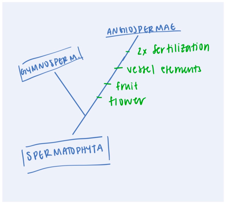 <p>Archaeplastida: Plantae: Tracheophyta: Spermatophyta: <strong>Angiospermae (2: synapomorphies) </strong></p>