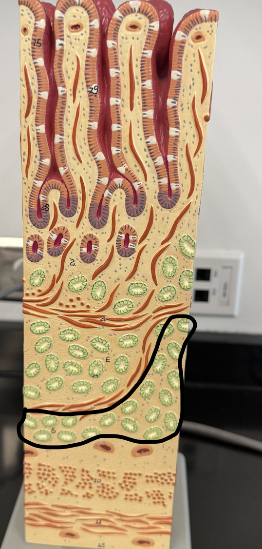 <p>Areolar CT, blood vessels, lymph vessels </p>
