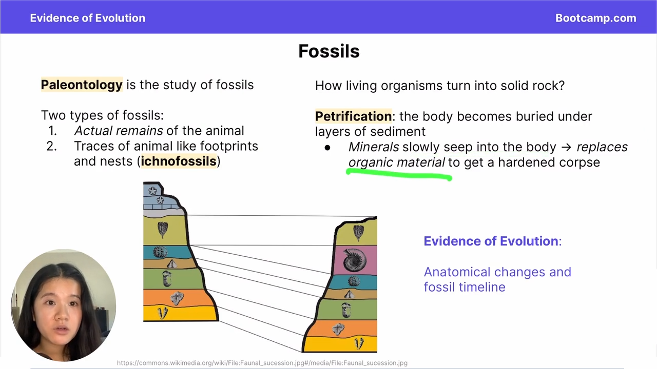 <p>minerals seep into the body and replace organic material to get a hardened corpse </p>