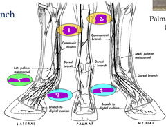 <p>What are these nerves of the distal limb, that are important for nerve blocks?</p>