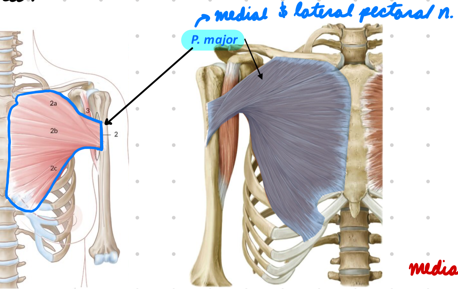 <p>Innervation: Medial + lateral pectoral n.</p><p>Action:</p><ul><li><p>Arm adduction*</p></li><li><p>Arm internal rotation</p></li></ul><p></p>