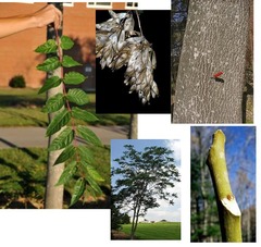 <p>alternate, pinnately compound or simple leaves, stipulate or stipulate, capsule, berry, drupe, or samara</p>