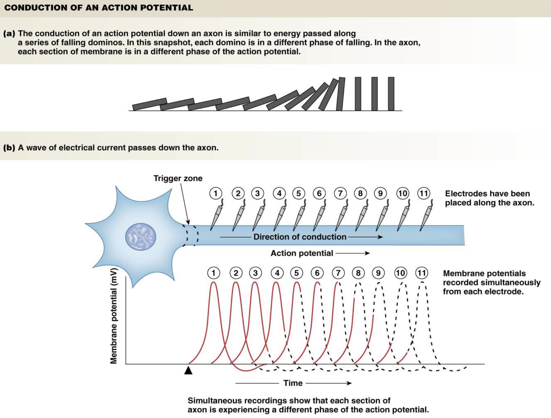 <p><strong>Action Potentials</strong></p><ul><li><p>What type of response is an action potential?</p></li><li><p>What must be reached to trigger an action potential?</p><ul><li><p>Do action potentials travel short or long distances?</p></li></ul></li></ul><p></p>