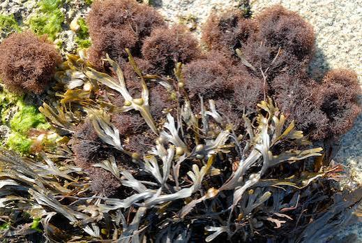 <p>Red algae </p>