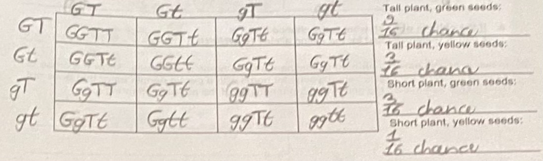 <p>- A cross between F1 dihybrids (offspring resulting from a cross between two monohybrid-offspring parents) to make an F2 generation</p><p>- Can determine whether two characters are transmitted to offspring as a package or independently by <mark data-color="rgba(0, 0, 0, 0)" style="background-color: rgba(0, 0, 0, 0); color: inherit;">analyzing the phenotype ratios of F2</mark></p><p>- If the traits from the cross follow Mendel's Law of Independent Assortment, a 9:3:3:1 ratio appears </p>