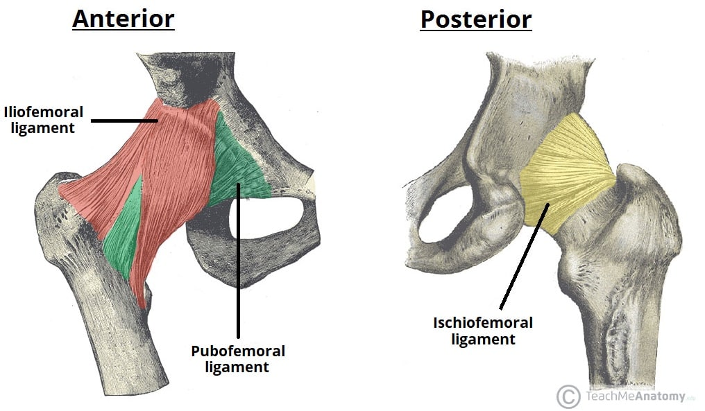 <ol><li><p>iliofemoral ligament: stops extreme hip joint extension</p></li><li><p>pubofemoral ligament: stops extreme hip joint abduction</p></li><li><p>ischiofemoral ligament: stops extreme hip joint internal rotation</p></li></ol><p></p>