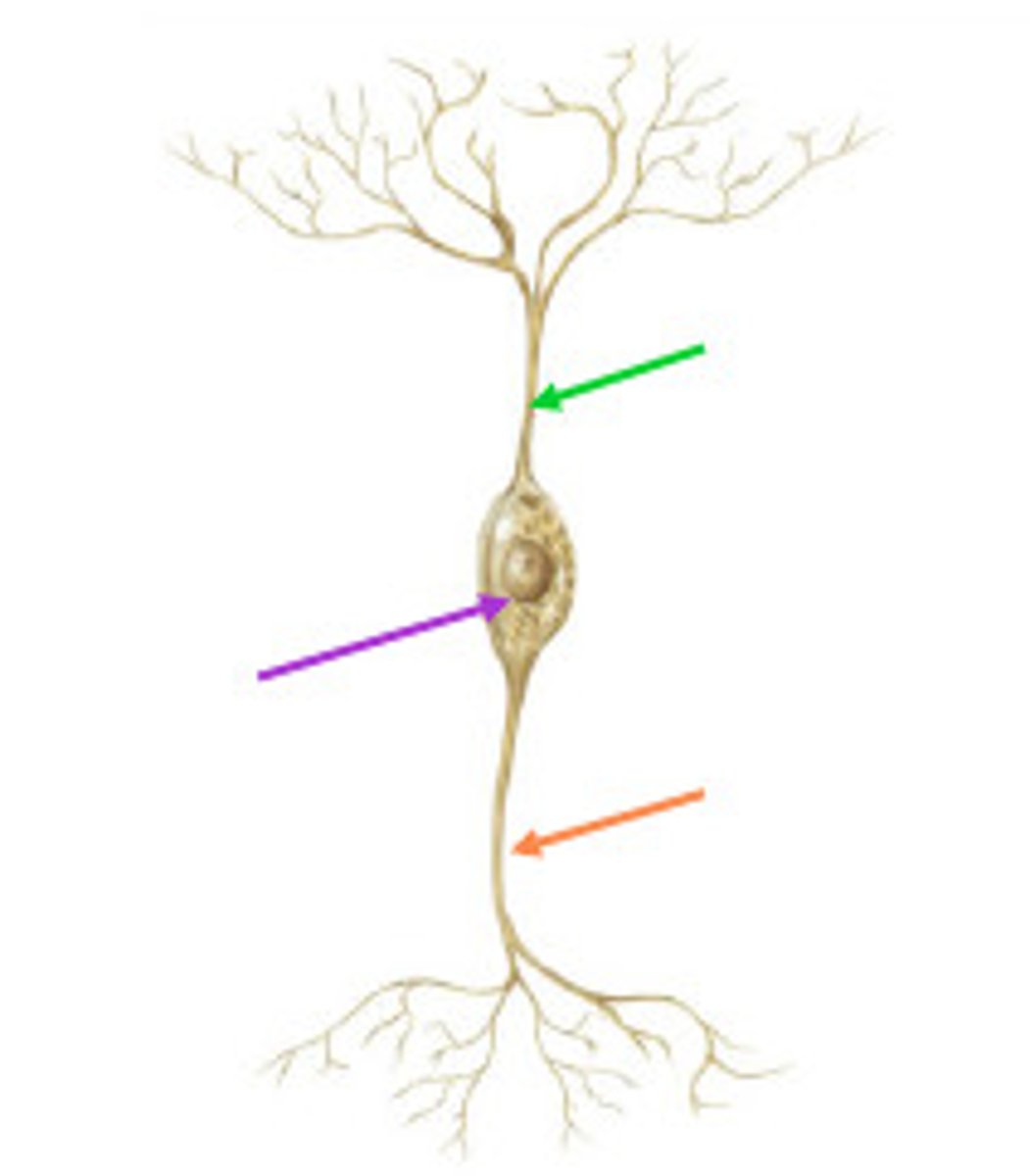 <p>Detects stimuli ā CNS</p>