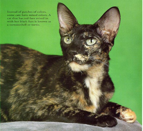 <p>Mottled black or blue coat, often with a line division on the nose; female color</p>
