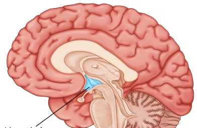 <p><span style="background-color: transparent;">Lies inferior and anterior to the thalamus. Contains mamillary bodies on its anterior surface. The mamillary bodies process info associated with smell and emotions. </span><span>Also regulates body temperature, thirst, hunger, and sexual drive, and is involved in processing emotions, mood, and sleep along with the reticular activating system.</span></p>