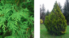 <p>- cedar is SCALYYY</p><p>- not really needles, differs from all of them</p><p>- not spruce</p>