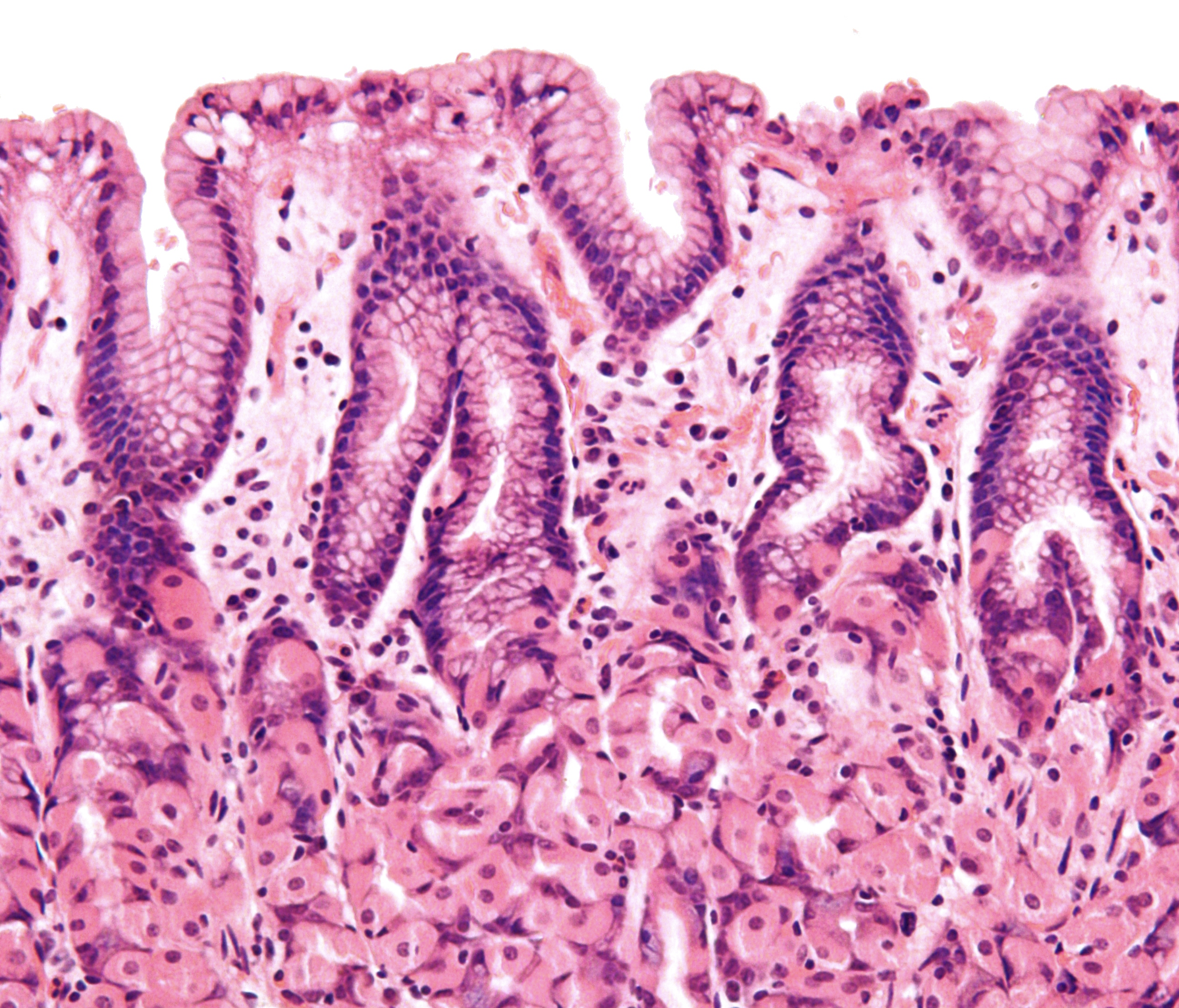 <p>What tissue is this? and where can you find it?</p>