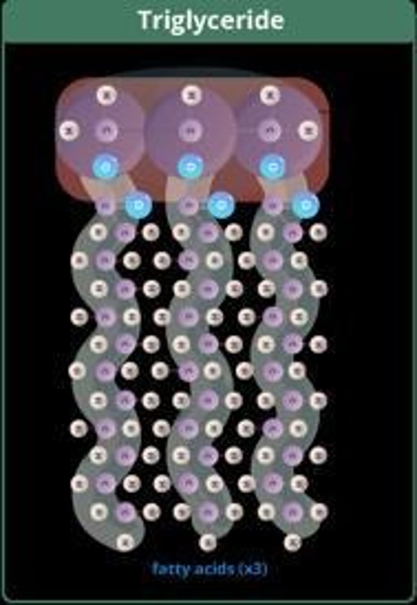 <p>A type of lipid formed from glycerol and three fatty acids, primarily used for energy storage.</p>