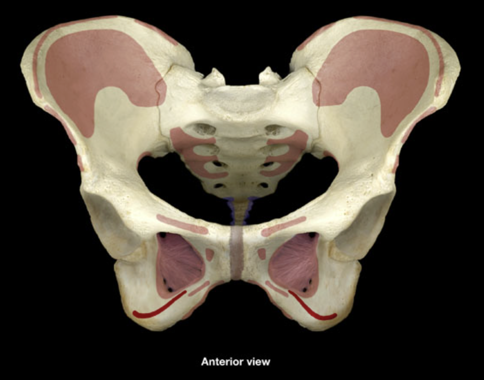 <p>inferior ramus of pubis</p><p>ischial tuberosity</p><p>ischial ramus</p>