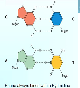 <ul><li><p>DNA strands are <strong>complementary</strong>.</p></li><li><p><strong>Adenine (A)</strong> pairs with <strong>Thymine (T)</strong>.</p></li><li><p><strong>Guanine (G)</strong> pairs with <strong>Cytosine (C)</strong>.</p></li><li><p><strong>A–T</strong> forms <strong>2 hydrogen bonds</strong>.</p></li><li><p><strong>G–C</strong> forms <strong>3 hydrogen bonds</strong>.</p></li><li><p>A higher <strong>G:C ratio</strong> makes DNA harder to separate because G–C pairs are more stable.</p></li></ul><p></p>