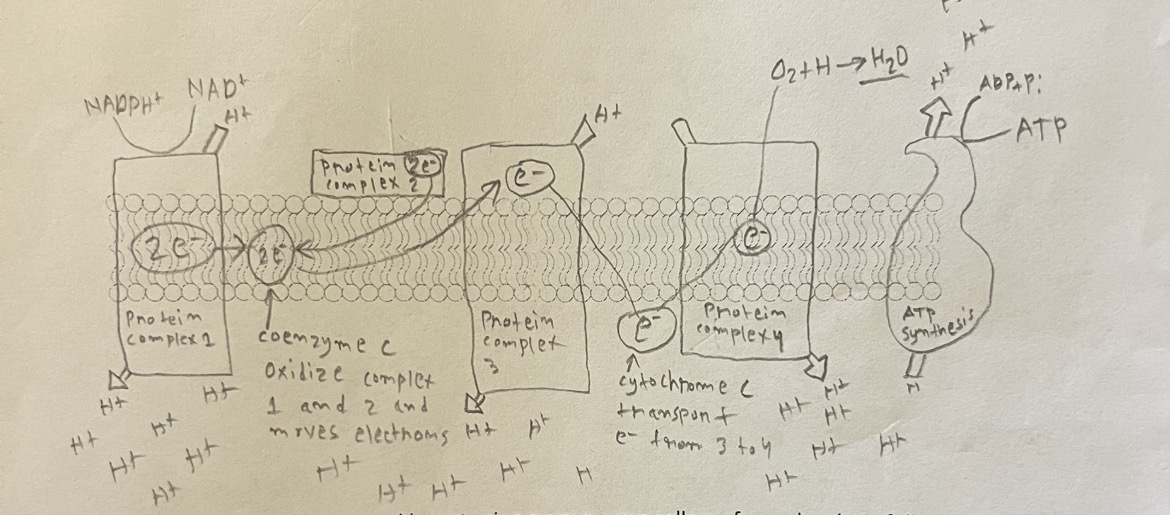 knowt flashcard image